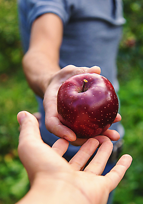 포토 JPG 해외이미지 주간 손 남자 자연 한명 들기 상반신 성인 야외 옆모습 신체부위 신선 사과 농부 과수원 주기 사과농장 성인남자한명만 해외202310 해외포토 자연요소 직업 1 뷰포인트 농업 과일 모션 사람 농장 생태계 남자한명만 성인남자만 파일형식
