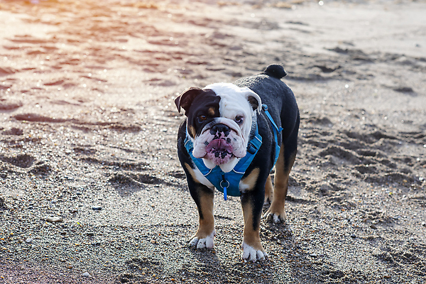 포토 JPG 해외이미지 동물 응시 공원 행복 얼굴 백그라운드 관계 자연 잉글랜드 안내 사랑 서기 성인 사람없음 야외 초록색 여름 반려동물 뷰티 갈색 우정 성장 주름 클래식 개 민들레 혀 불독 몸단장 송곳니 기르기 동반자 유래 특별함 순혈 해외202310 해외포토 시선 계절 공공시설 꽃 감정 컬러 컨셉 포유류 모션 영국 사람 신체부위 친구 입 치아 생태계 돌봄 파일형식