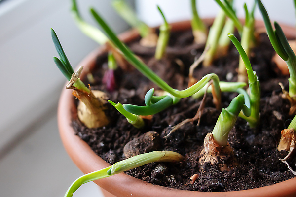 포토 JPG 해외이미지 식물 계절 꽃 화분 음식 백그라운드 잎 농업 전구 창문 자연 유리 양파 실내 건강 씨앗 사람없음 초록색 새싹 환경 정원 흙 무대 수확 성장 신선 냄비 삽 유기농 원예 내추럴 갈퀴 모종 심기 핸드메이드 비건 해외202310 해외포토 웰빙 산업 컬러 채소 모션 재질 취미 내부 솥 생태계 채식주의자 파일형식