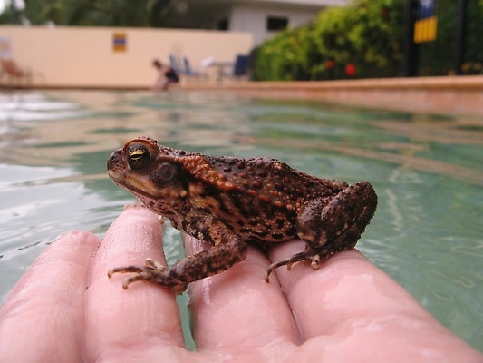 포토 JPG 해외이미지 손 파충류 수영장 양서류 사람없음 물 수중 두꺼비 해외202310 해외포토 자연요소 동물 신체부위 파일형식