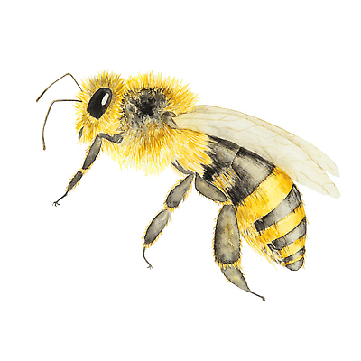 JPG 해외이미지 한마리 일러스트 사람없음 달콤 꿀벌 허니콤 해외202310 해외일러스트 모양 1 맛 벌_곤충 파일형식