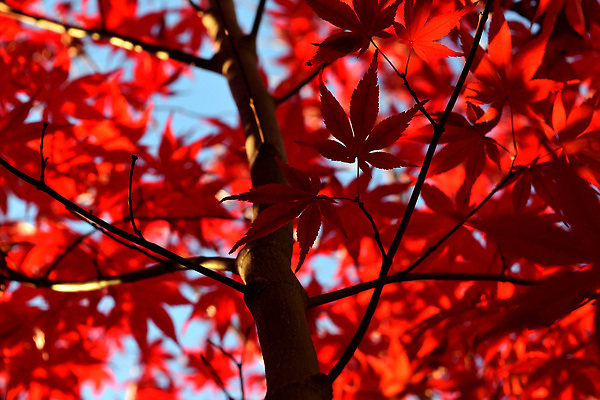 포토 JPG 해외이미지 나무 식물 디자인 계절 공원 아시아 컬러 백그라운드 단풍 잎 패턴 오렌지 자연 사람없음 야외 장식 빨간색 초록색 빛 컬러풀 햇빛 뷰티 노란색 환경 정원 일본 봄 나뭇가지 숲 질감 내추럴 고립 해외202310 해외포토 공공시설 나라 무늬 과일 태양 생태계 파일형식