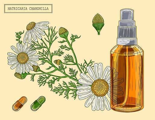 EPS 해외이미지 일러스트 사람없음 알약 약초 오일 허브 분무기 오일병 캐모마일 해외202310 해외일러스트 식물 꽃 음식 약 화장품 풀_식물 파일형식 벡터