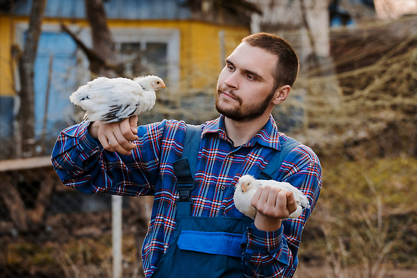 포토 JPG 해외이미지 동물 백인 모자 라이프스타일 응시 남자 행복 음식 농업 자연 조류 노동자 건강 병아리 한명 미소 사람 야외 초록색 농장 계란 치킨 가축 시골 잡기 농부 유기농 장면 보여주기 내추럴 돌봄 밭일 암탉 조커 해외202310 해외포토 서양인 직업 1 웰빙 시선 잡화 감정 산업 컬러 모션 표정 생활 알 닭 암컷 생태계 닭고기요리 파일형식