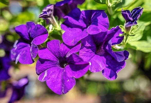 포토 JPG 해외이미지 식물 꽃 컬러 백그라운드 잎 꽃무늬 자연 사람없음 야외 장식 여름 파란색 컬러풀 뷰티 보라색 봄 기쁨 벚꽃 점 5월 피튜니아 해외202310 해외포토 계절 감정 무늬 날짜 생태계 파일형식