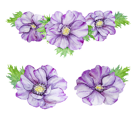 JPG 해외이미지 잎 일러스트 사람없음 장식 보라색 우아함 아네모네 엘리먼트 해외202310 해외일러스트 식물 꽃 컬러 컨셉 파일형식