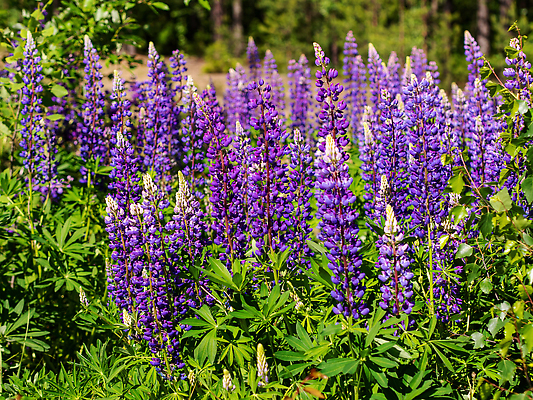 포토 JPG 해외이미지 식물 계절 꽃 컬러 백그라운드 잎 밭 자연 흡연 사람없음 야외 옆모습 초록색 파란색 뷰티 정원 보라색 봄 수확 벚꽃 신선 개화 닫기 허브 제비꽃 아로마 향 중독 세이지 효과 해외202310 해외포토 뷰포인트 농업 모션 담배 생태계 파일형식