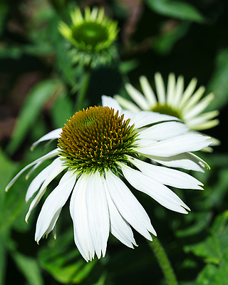 포토 JPG 해외이미지 식물 계절 꽃잎 꽃 꽃무늬 자연 풍경 사람없음 야외 여름 환경 정원 성장 벚꽃 신선 개화 닫기 관목 생태계 원예 화단 내추럴 영원 해외202310 해외포토 나무 무늬 모션 취미 파일형식