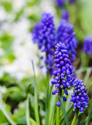 포토 JPG 해외이미지 식물 계절 꽃잎 꽃 컬러 백그라운드 잎 꽃무늬 자연 포도 휴가 풍경 사람없음 야외 초록색 파란색 컬러풀 새싹 환경 정원 맑음 봄 성장 벚꽃 신선 개화 쥐 4월 활 원예 내추럴 히아신스 해외202310 해외포토 무늬 과일 날씨 취미 날짜 설치류 생태계 파일형식