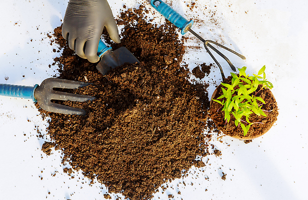 포토 JPG 해외이미지 지구 줄기 잎 농업 채소 고추 피망 파프리카 건강 씨앗 사람없음 초록색 농장 새싹 정원 농사 검은색 흙 봄 성장 신선 냄비 작음 유기농 원예 먼지 후추 내추럴 땅바닥 모종 묘목 밭일 심기 온실 그리너리 해외202310 해외포토 나무 식물 웰빙 계절 산업 컬러 모션 바닥 취미 솥 크기 향신료 파일형식 트랜드컬러