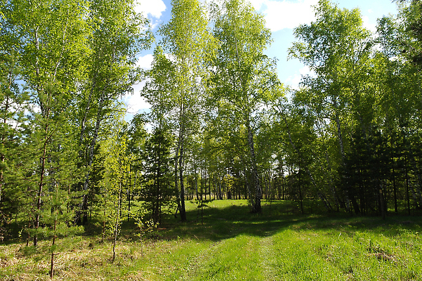 포토 JPG 해외이미지 나무 식물 배너 계절 공원 도로 컬러 백그라운드 잎 오렌지 자연 풍경 사람없음 야외 목재 빨간색 여름 빛 컬러풀 햇빛 태양 뷰티 노란색 환경 봄 가을 흰색 나뭇가지 시골 황금 숲 러시아 장면 나무껍질 자작나무 내추럴 삼림지대 해외202310 해외포토 자연요소 공공시설 유럽 길 과일 재료 교통시설 껍질 생태계 파일형식