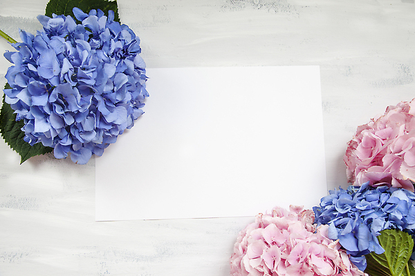 포토 JPG 해외이미지 백그라운드 잎 사람없음 화려 수국 카피스페이스 해외202310 해외포토 식물 꽃 컨셉 공백 파일형식