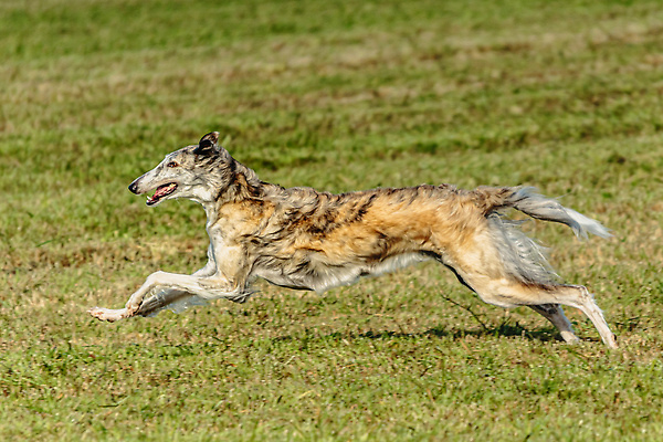 포토 JPG 해외이미지 동물 1 공원 감정 스포츠 밭 모션 놀이 건강 사람없음 야외 초록색 반려동물 달리기 뷰티 걷기 정원 점프 경쟁 에너지 게임 시골 레이싱 잡기 개 유혹 속도 사냥 송곳니 기르기 전력질주 챔피언 순혈 해외202310 해외포토 공공시설 컬러 컨셉 농업 포유류 시합 치아 돌봄 파일형식