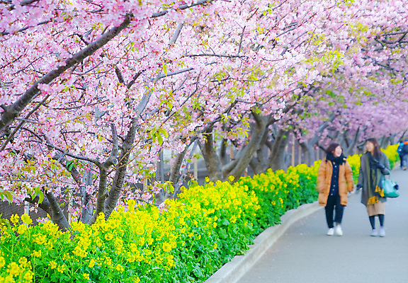 포토 JPG 해외이미지 길 봄 벚꽃 벚나무 군중 풀숲 카나가와 해외202310 해외포토 나무 계절 꽃 사람 일본 숲 파일형식