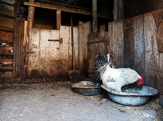 포토 JPG 해외이미지 남자 야생동물 날개 비즈니스 조류 실내 병아리 스웨덴 육류 서기 사람없음 가로 컬러풀 태양 머리 걷기 치킨 가축 목장 활발 시골 농부 대표 깃털 장면 솜털 헛간 수탉 외양간 기르기 무료 바이오 밭일 암탉 생존 해외202310 해외포토 자연요소 동물 직업 컬러 컨셉 식재료 모션 북유럽 사람 내부 신체부위 닭 암컷 수컷 저장고 닭고기요리 돌봄 파일형식