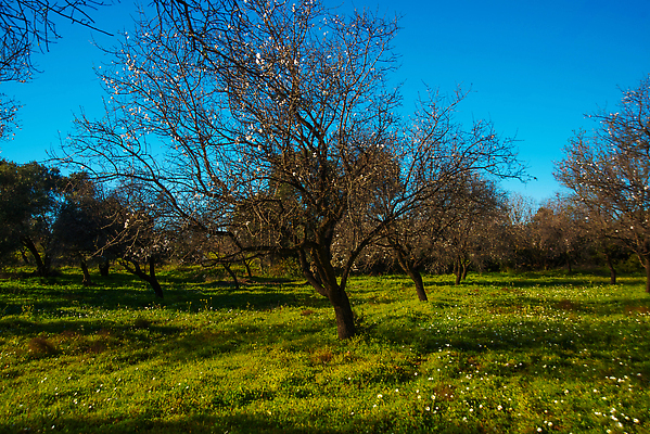 포토 JPG 해외이미지 나무 식물 계절 꽃 유럽 농업 자연 하늘 사람없음 야외 가로 파란색 컬러풀 햇빛 뷰티 정원 봄 활발 성장 벚꽃 나뭇가지 전원 신선 개화 환경보전 시작 원예 조경 아몬드 칠면조 세련 해외202310 해외포토 나라 산업 컬러 컨셉 조류 취미 태양 견과류 전기에너지 사회이슈 생태계 파일형식