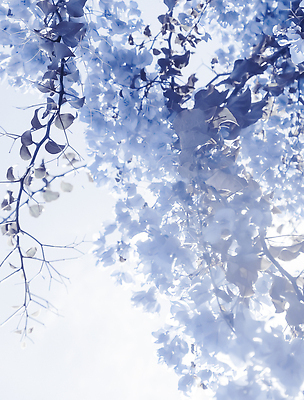 포토 JPG 해외이미지 꽃 백그라운드 나뭇잎 사람없음 파란색 나뭇가지 카피스페이스 해외202310 해외포토 나무 식물 컬러 잎 공백 파일형식