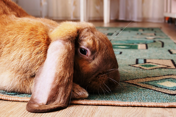 포토 JPG 해외이미지 동물 손 여자 야생동물 백그라운드 장난 포유류 자연 탁자 아파트 주택 털 실내 사랑 성인 사람없음 빨간색 반려동물 뷰티 귀여움 방 토끼 잡기 설치류 작음 귀 대리석 솜털 주인 기르기 동물상 동반자 해외202310 해외포토 감정 컬러 가구 컨셉 재료 모션 사람 내부 건물 신체부위 조형물 크기 생태계 돌봄 파일형식