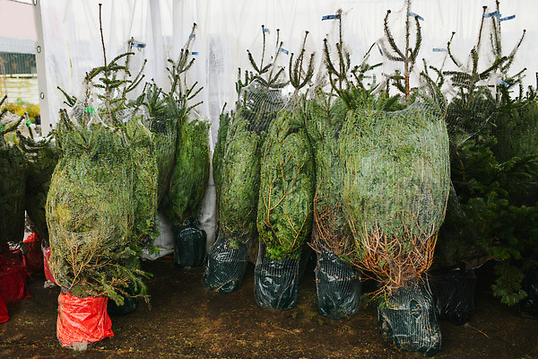 포토 JPG 해외이미지 나무 식물 전통 잎 크리스마스 겨울 자연 새로움 새해 기념 선물 서기 사람없음 야외 내부 장식 초록색 빛 꼬리표 판매 세일 상점 정원 성장 나뭇가지 소나무 시장 구매 냄비 작음 가격 12월 상인 연도 창고 무역 상업 상록수 전나무 소매 공평 심기 줄서기 세련 해외202310 해외포토 계절 기념일 산업 컬러 컨셉 모션 쇼핑 라벨 날짜 솥 크기 생태계 파일형식