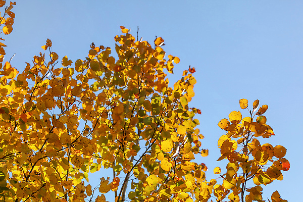 포토 JPG 해외이미지 나무 식물 계절 공원 컬러 백그라운드 단풍 잎 패턴 오렌지 자연 하늘 추상 사람없음 야외 파란색 빛 컬러풀 햇빛 태양 뷰티 갈색 노란색 환경 정원 맑음 활발 나뭇가지 황금 숲 11월 질감 자작나무 10월 내추럴 해외202310 해외포토 자연요소 공공시설 컨셉 무늬 과일 날씨 날짜 생태계 파일형식