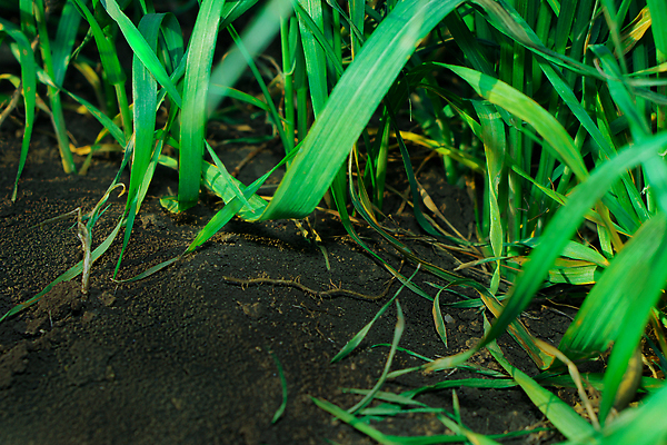 포토 JPG 해외이미지 식물 계절 백그라운드 잎 꽃무늬 패턴 밭 농업 자연 추상 건강 잔디 사람없음 야외 초록색 여름 뷰티 농장 환경 정원 흙 봄 활발 성장 신선 칼날 땅 밀 묘사 유기농 질감 먼지 땅바닥 세련 해외202310 해외포토 웰빙 꽃 산업 컬러 컨셉 무늬 곡류 바닥 생태계 파일형식
