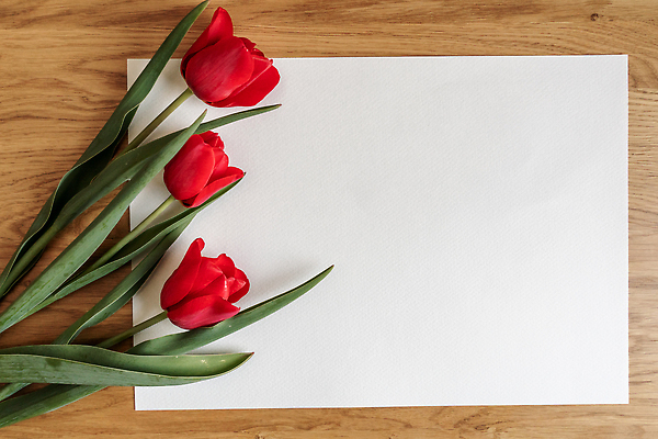 포토 JPG 해외이미지 식물 계절 꽃잎 꽃 줄기 컬러 꽃다발 백그라운드 잎 꽃무늬 자연 휴가 부활절 발렌타인데이 3 선물 사랑 사람없음 장식 빨간색 초록색 컬러풀 뷰티 봄 낭만 튤립 벚꽃 흰색 축하 신선 신용카드 생일 8 다발 고립 어머니의날 해외202310 해외포토 기념일 감정 컨셉 무늬 데이이벤트 금융 숫자 생태계 미국문화 파일형식