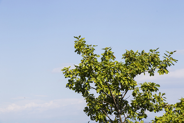 포토 JPG 해외이미지 나무 식물 계절 공원 백그라운드 단풍 잎 농업 자연 씨앗 풍경 사람없음 야외 목재 초록색 여름 컬러풀 뷰티 갈색 견과류 가을 나뭇가지 신선 숲 9월 묘사 오브젝트 유기농 질감 생물학 도토리 내추럴 바이오 디테일 해외202310 해외포토 웰빙 공공시설 교육 산업 컬러 재료 날짜 생태계 파일형식