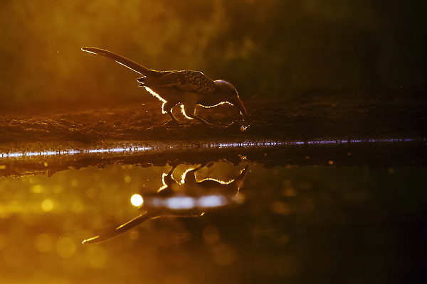 포토 JPG 해외이미지 동물 야생동물 아프리카 자연 조류 흑백 국립공원 사람없음 가로 관광지 반사 일출 일몰 새벽 보호 먹기 사파리 남아프리카 보츠와나 보호구역 크루거 해외202310 해외포토 자연요소 공원 나라 여행 컨셉 모션 촬영기법 노을 생태계 남아프리카공화국 구역 파일형식