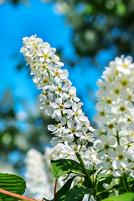 포토 JPG 해외이미지 나무 식물 꽃잎 꽃 줄기 백그라운드 잎 농업 자연 조류 사람없음 야외 초록색 햇빛 갈색 새싹 환경 정원 봄 성장 벚꽃 흰색 나뭇가지 신선 화려 개화 체리 신장 허브 싱글 막자 모종 묘목 생태학 그리너리 해외202310 해외포토 동물 계절 교육 산업 컬러 컨셉 과일 태양 비뇨기관 생태계 파일형식 트랜드컬러