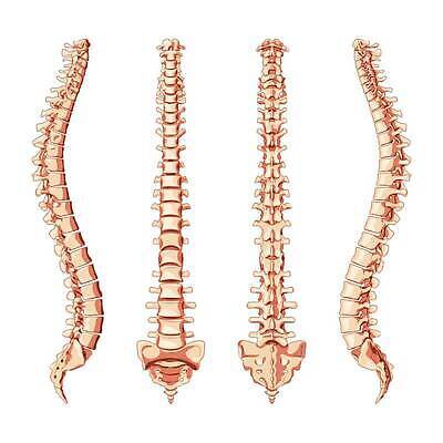 EPS 해외이미지 모양 실루엣 포즈 일러스트 해부 뼈 골격 병원 사람 약 머리 기둥 디스크 플랫 코드 지압 척추 생물학 시스템 목 팔 테라피 바비큐립 궤 팔꿈치 벡터 해외202310 해외일러스트 교육 건축 의학 촬영기법 신체부위 뷰티 마사지 질병 바비큐 파일형식