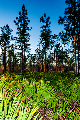 포토 JPG 해외이미지 나무 계절 공원 호수 여행 백그라운드 오렌지 자연 하늘 파노라마 사람없음 목재 초록색 물 컬러풀 햇빛 태양 뷰티 노란색 평화 일출 환경 미국 침묵 일몰 소나무 저녁 숲 내추럴 수평선 해외202310 해외포토 자연요소 식물 공공시설 컬러 컨셉 북아메리카 과일 재료 촬영기법 노을 소리 야간 생태계 파일형식