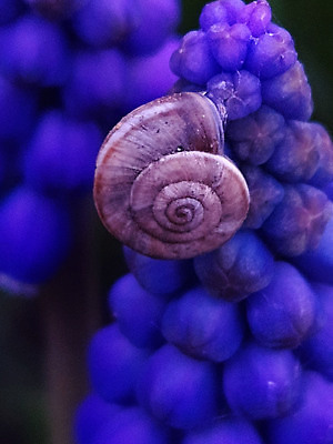 포토 JPG 해외이미지 식물 공원 꽃 야생동물 컬러 백그라운드 꽃무늬 자연 연체동물 무척추동물 나선형 사람없음 파란색 컬러풀 갈색 환경 정원 봄 젖음 성장 개화 원예 달팽이 생물학 덮기 느림 내추럴 기어가기 블루벨 끈적임 해외202310 해외포토 동물 계절 공공시설 교육 무늬 모션 취미 생태계 파일형식