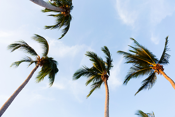 포토 JPG 해외이미지 나무 식물 바다 섬 여행 백그라운드 잎 자연 하늘 휴가 휴식 손바닥 사람없음 야외 초록색 파란색 햇빛 태양 맑음 나뭇가지 큼 휴양지 코코넛 내추럴 이국적 파라다이스 해외202310 해외포토 자연요소 손 컬러 컨셉 과일 날씨 장소 크기 생태계 파일형식