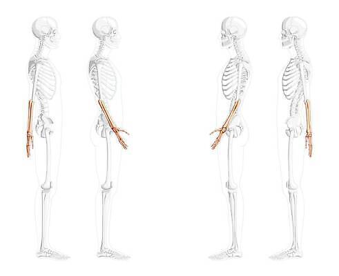 EPS 해외이미지 손 여자 과학 신체 일러스트 해부 뼈 골격 건강 사람 세트 약 머리 3D 고통 화물 플랫 수집 손목 척추 생물학 시스템 팔 고립 골절 궤 양발 팔꿈치 해골모형 벡터 해외202310 해외일러스트 교육 감정 의학 신체부위 모형 운송업 디지털합성 파일형식
