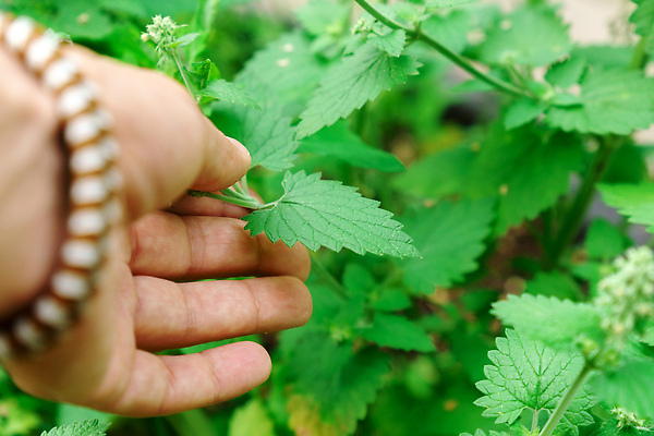 포토 JPG 해외이미지 나무 식물 계절 꽃 음식 백그라운드 잎 꽃무늬 재료 자연 건강 사람없음 야외 초록색 여름 정원 봄 성장 벚꽃 흰색 신선 민트 허브 향신료 유기농 원예 아로마 내추럴 해외202310 해외포토 웰빙 컬러 무늬 취미 생태계 향미료 파일형식