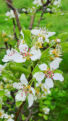 포토 JPG 해외이미지 식물 꽃 백그라운드 잎 자연 탁자 표면 새로움 그림자 서기 사람없음 목재 빛 울타리 세일 상점 정원 어둠 골동품 광선 물방울 나뭇가지 시골 신선 판넬 바늘 체리 이슬 카네이션 질감 아로마 지역 금잔화 채소밭 모종 옛날 프로젝트 가문비나무 그리너리 개조 해외202310 해외포토 나무 가구 컨셉 밭 과일 재료 모션 담장 도구 생태계 파일형식 트랜드컬러