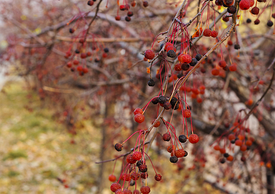 포토 JPG 해외이미지 나무 식물 라이프스타일 디자인 계절 공원 열매 도로 백그라운드 잎 자연 벽지 거리 풍경 사람없음 야외 빨간색 울타리 도시풍경 뷰티 노란색 정원 산책 가을 나뭇가지 도시 보행로 사과 소프트포커스 타운 10월 해외202310 해외포토 공공시설 길 컬러 과일 교통시설 휴식 촬영기법 생활 담장 날짜 생태계 파일형식