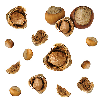포토 JPG 해외이미지 디자인 계절 음식 조각 백그라운드 잎 다이어트 과일 재료 건강 씨앗 사람없음 세트 갈색 쌓기 견과류 껍질 흰색 신선 그룹 닫기 맛 자르기 오브젝트 싱글 유기농 질감 알맹이 날것 패키지 내추럴 개암나무 고립 숙성 엘리먼트 채식주의자 헤이즐넛 프랄린 개암 해외202310 해외포토 나무 식물 웰빙 열매 컬러 컨셉 모션 디저트 채식 파일형식