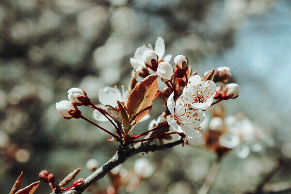 포토 JPG 해외이미지 나무 식물 디자인 계절 꽃잎 꽃 분홍색 백그라운드 꽃무늬 자연 하늘 날씨 휴가 건강 미술 사람없음 야외 태양 뷰티 정원 일본 맑음 봄 벚꽃 나뭇가지 신선 개화 체리 과수원 원예 보케 장면 아몬드 내추럴 살구 해외202310 해외포토 자연요소 아시아 컬러 무늬 농업 과일 문화예술 취미 견과류 생태계 파일형식