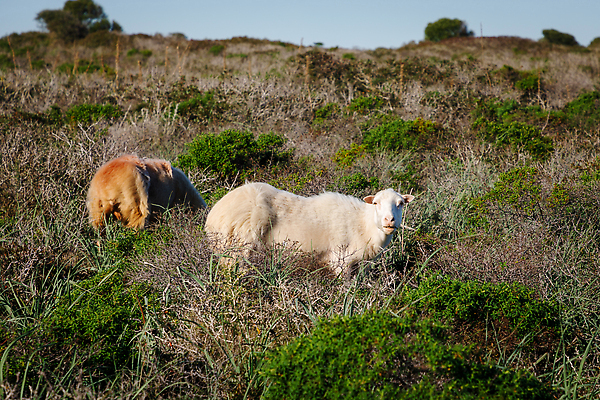 포토 JPG 해외이미지 동물 유럽 길 바다 밭 자연 풍경 사람없음 야외 초록색 농장 시골 양 스페인 방목 지중해 양고기 해외202310 해외포토 나라 컬러 농업 포유류 육류 축산업 생태계 파일형식