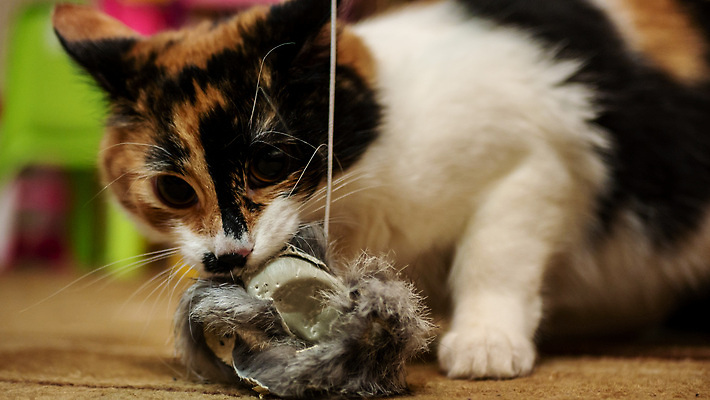 포토 JPG 해외이미지 동물 한마리 응시 행복 얼굴 컬러 포즈 백그라운드 장난 수염 털 사람없음 반려동물 컬러풀 뷰티 귀여움 고양이 가축 흰색 호기심 육식동물 주목 해외202310 해외포토 1 시선 감정 컨셉 포유류 신체부위 파일형식