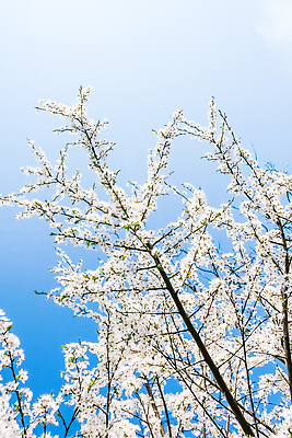 포토 JPG 해외이미지 나무 하늘색 백그라운드 자연 하늘 사람없음 벚꽃 화려 해외202310 해외포토 식물 꽃 컨셉 파란색 생태계 파일형식