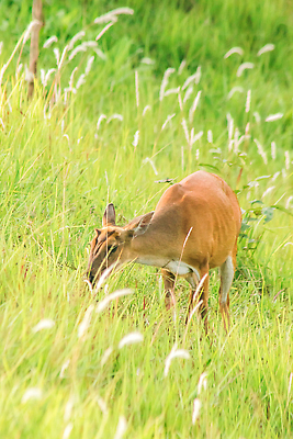 포토 JPG 해외이미지 동물 한마리 응시 공원 남자 야생동물 밭 포유류 자연 사슴 휴식 영국 뿔 국립공원 종류 사람없음 야외 가로 빨간색 초록색 컬러풀 달러 버섯 황무지 숲 위험 인도인 사파리 영양 엘크 전국 혼자 해외202310 해외포토 외국인 1 시선 공공시설 유럽 컬러 컨셉 돈 농업 사람 동양인 생태계 파일형식