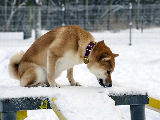 포토 JPG 해외이미지 동물 계절 공원 행복 백그라운드 겨울 포유류 가족 자연 날씨 털 사랑 사람없음 야외 빨간색 빛 반려동물 뷰티 갈색 걷기 일본 추위 흰색 개 숲 서리 송곳니 내추럴 기르기 유래 폭설 눈내림 순혈 해외202310 해외포토 공공시설 감정 아시아 컬러 관계 모션 눈_날씨 치아 자연재해 생태계 돌봄 파일형식