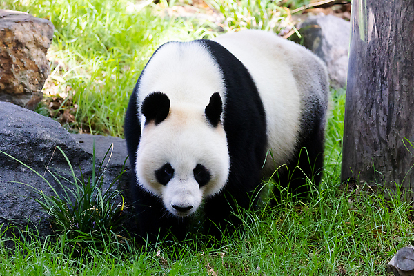 포토 JPG 해외이미지 나무 동물 아시아 야생동물 곰 자연 동물원 종류 사람없음 걷기 아기 황무지 호주 판다 먹기 멸종 해외202310 해외포토 식물 나라 포유류 모션 사람 오세아니아 생태계 파일형식