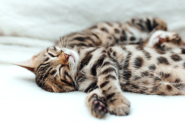 포토 JPG 해외이미지 동물 척추동물 응시 백그라운드 장난 포유류 가족 엄마 수염 주택 털 동양인 사람없음 반려동물 뷰티 머리 고양이 아기 신생아 점 그룹 황금 달콤 작음 모피 귀 슛 얼룩무늬 표범 기르기 혼자 순혈 해외202310 해외포토 시선 무늬 관계 사람 인종 건물 신체부위 맛 크기 돌봄 파일형식