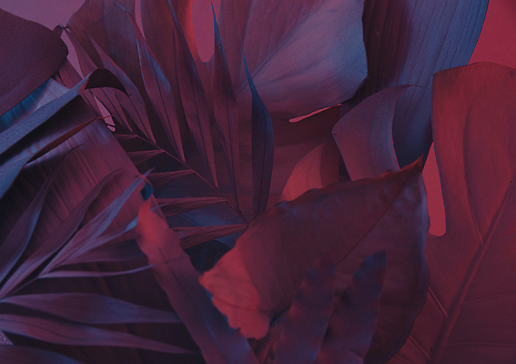 포토 JPG 해외이미지 나무 식물 디자인 여행 백그라운드 잎 꽃무늬 패턴 텍스트 자연 벽지 추상 휴가 아이디어 손바닥 그림자 미술 사람없음 장식 여름 파란색 빛 컬러풀 태양 우주 정원 보라색 검은색 어둠 봄 나뭇가지 신용카드 숲 질감 내추럴 이국적 파라다이스 파스텔톤 카피스페이스 미니멀 해외202310 해외포토 자연요소 손 계절 꽃 컬러 컨셉 무늬 문화예술 금융 공백 생태계 파일형식