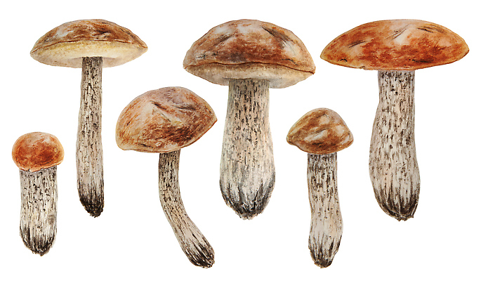 JPG 해외이미지 일러스트 사람없음 갈색 버섯 해외202310 해외일러스트 컬러 파일형식