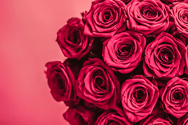 포토 JPG 해외이미지 분홍색 꽃다발 근접촬영 사람없음 장미 로맨틱 해외202310 해외포토 꽃 뷰포인트 컬러 컨셉 파일형식