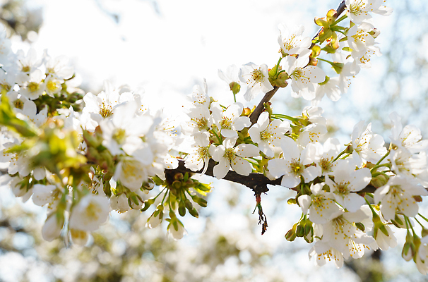 포토 JPG 해외이미지 나무 식물 계절 꽃잎 꽃 선 백그라운드 꽃무늬 자연 친절 새로움 동양인 사람없음 뷰티 정원 일본 침묵 봄 벚꽃 흰색 나뭇가지 신선 개화 체리 묘사 원예 내추럴 몽환 해외202310 해외포토 아시아 컬러 컨셉 무늬 과일 인종 취미 소리 생태계 파일형식